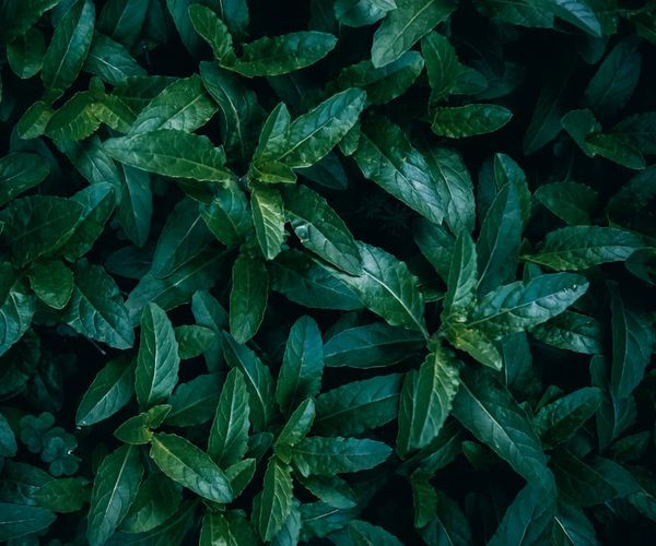 Abstract green leaves and natural patterns for wellness