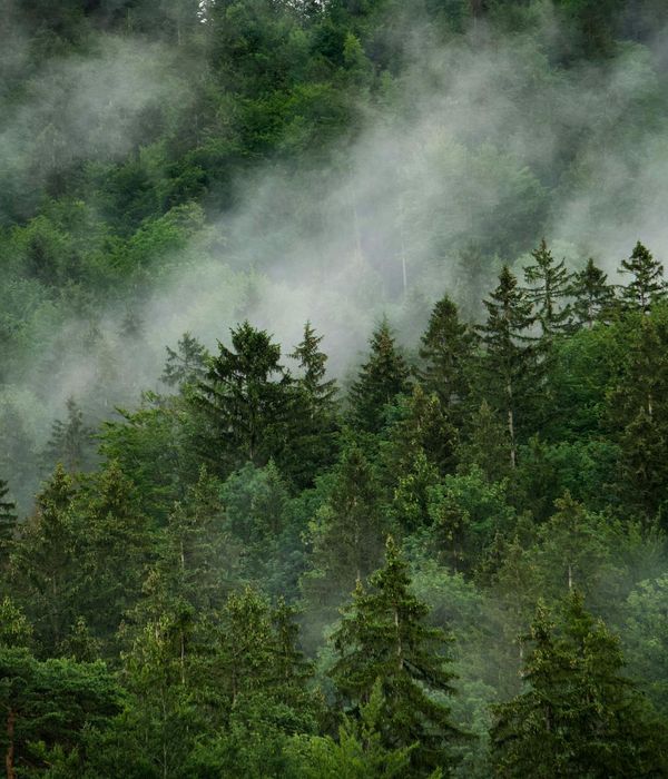 Green forest landscape with mist representing natural movement support